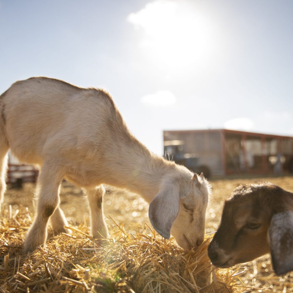goats-farm-sunny-day